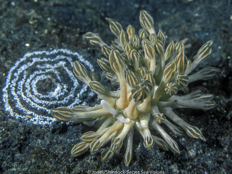 Xinea-nudibranch--Burt-Jones---Maurine-Shimlock