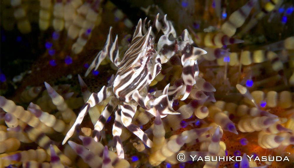 First Time in Lembeh