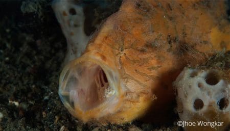 Hairy Frogfish mouth