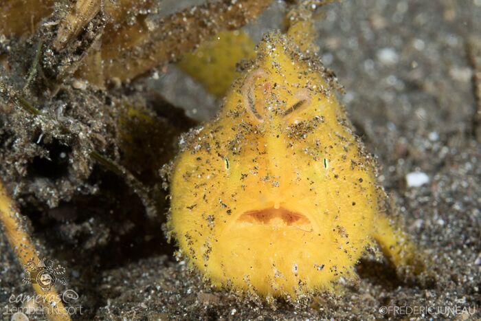 Yellow hairy frogfish