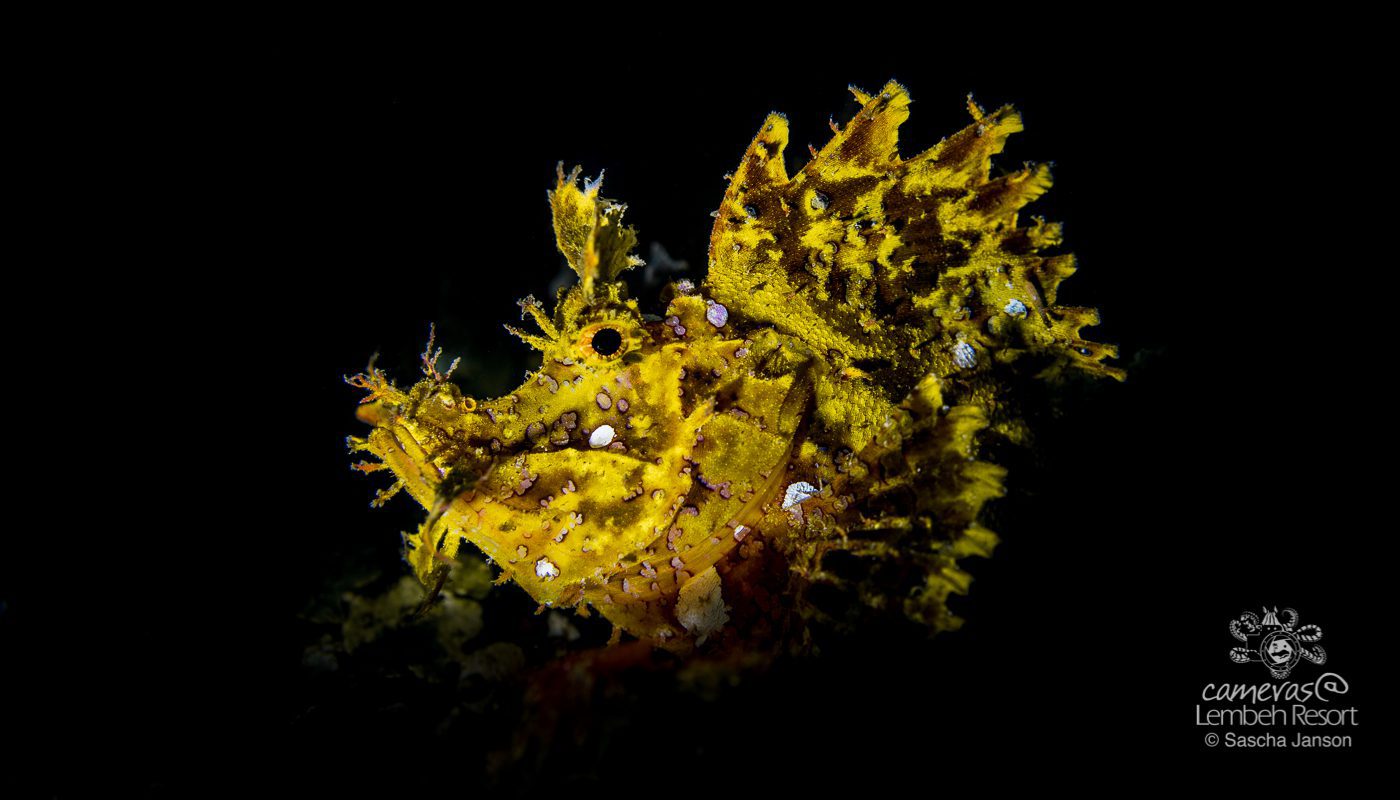 Critters of the Lembeh Strait | 2017 June Highlights