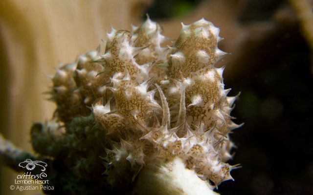 Nudibranch Lembeh strait North Sulawesi Indonesia 2018