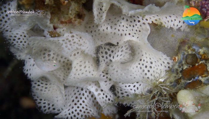 Critters of the Lembeh Strait | The Bryozoan Goby