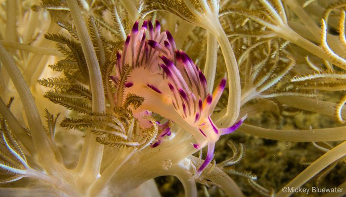 Improve Your UW Photography In Lembeh