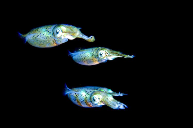 calamari squid - Sandro copy Night diving Lembeh