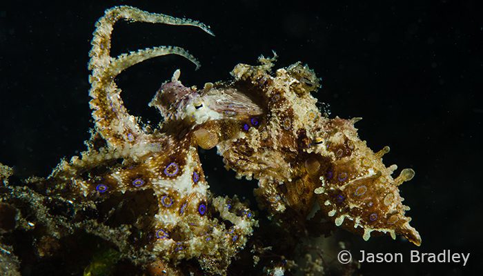 Capturing Critters in Lembeh Workshop 2013: Day 3 & 4