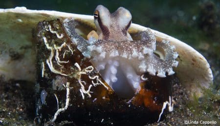 Coconut Octopus Lembeh