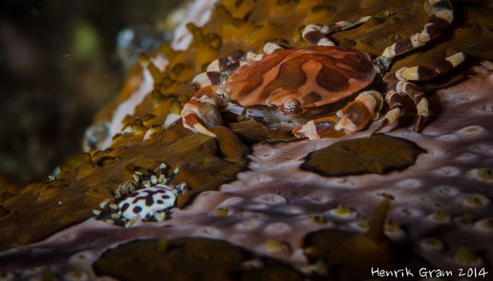 It Is Truly The Best Resort In Lembeh