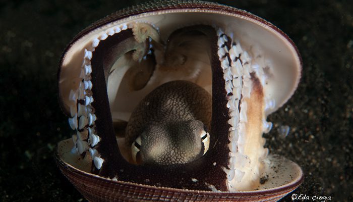 Naughty Critters in Lembeh