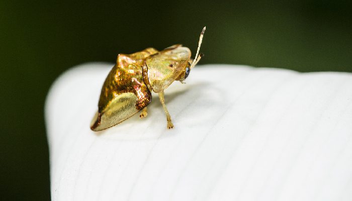 Critters of Lembeh Resort