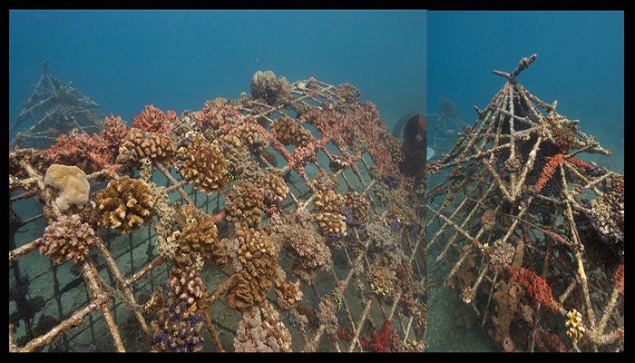 Lembeh Resort & Critters@Lembeh House Reef