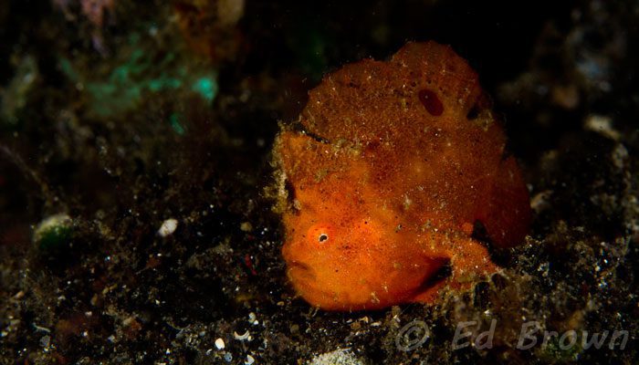 Returning to Lembeh After Many Years