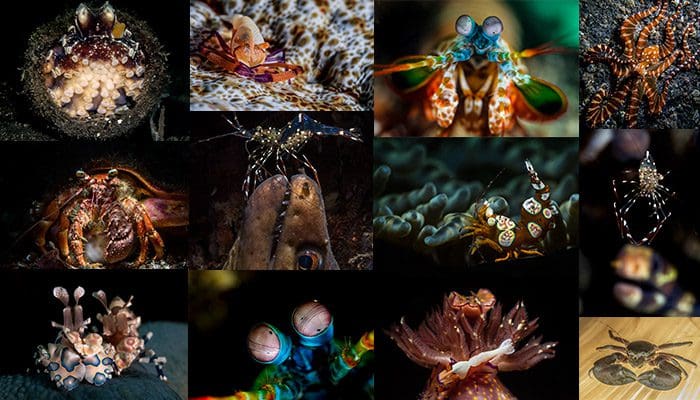 Lembeh Gulen Critter Shootout 2016  Round 2 – Invertebrate Results Announced – It Couldn’t Be Closer!