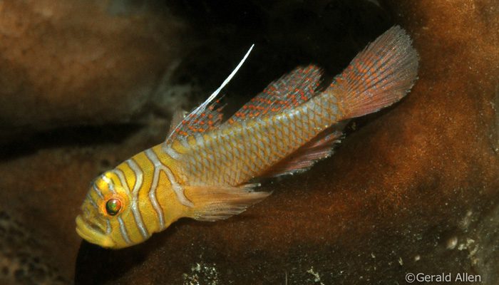 What Gerry’s Been Seeing In Lembeh