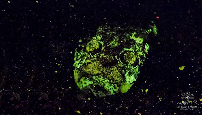 Stargazer fluoro Lembeh
