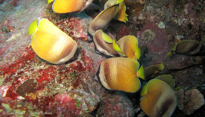 What is a Butterfly Fish’s favourite food?