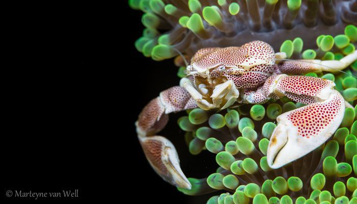 Great Combination Of The Best Team In Lembeh