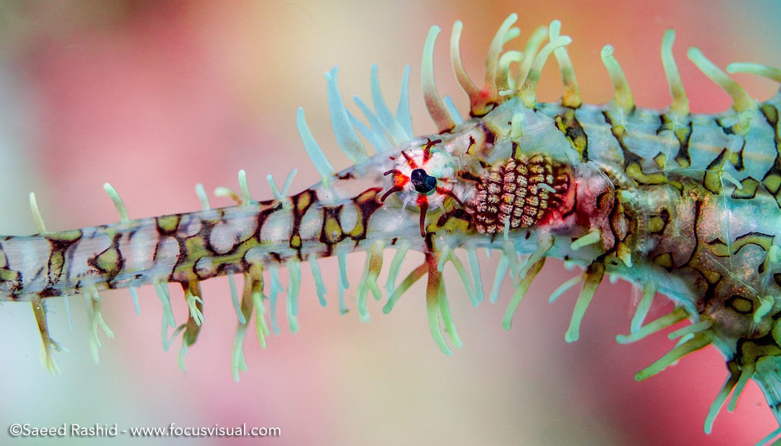 Focus Visuals in Lembeh