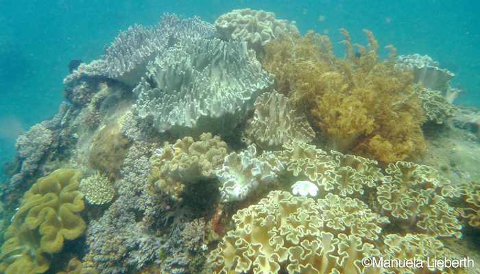 Snorkeling Lembeh's Famous "Muck Sites"