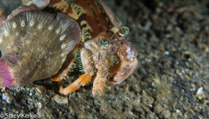 Lembeh Dive Adventure