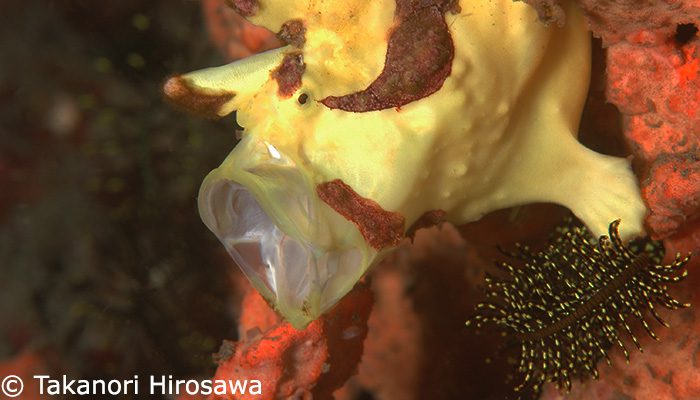 Good communication and teamwork makes for a great dive holiday!