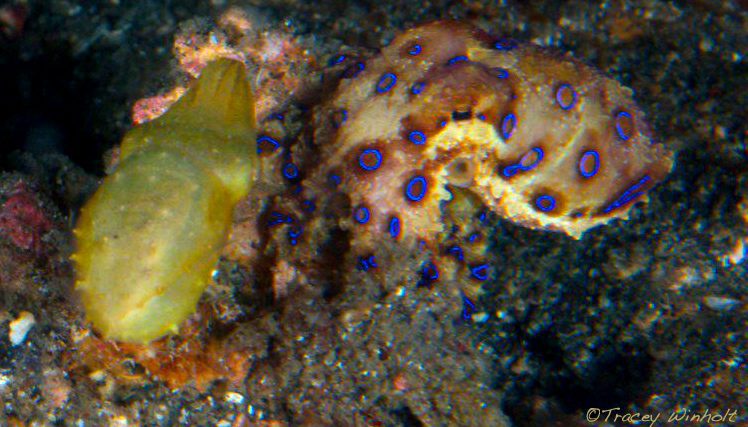 Missing Lembeh Very Much