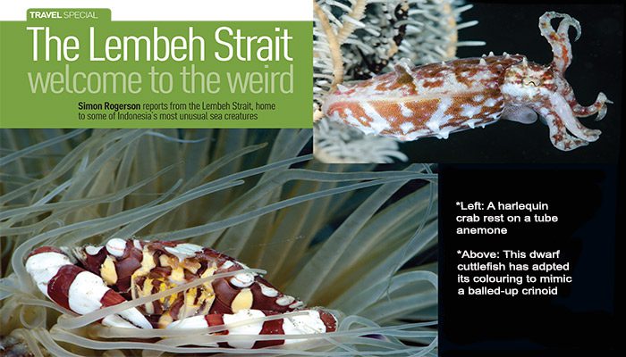 The Lembeh Strait "Welcome to the Weird"