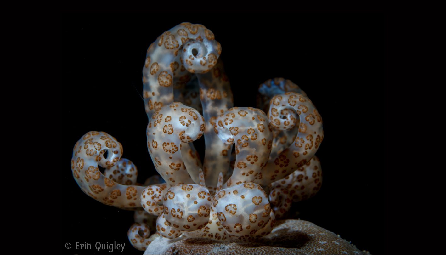 Solar Powered Nudibranch – How Does That Work?