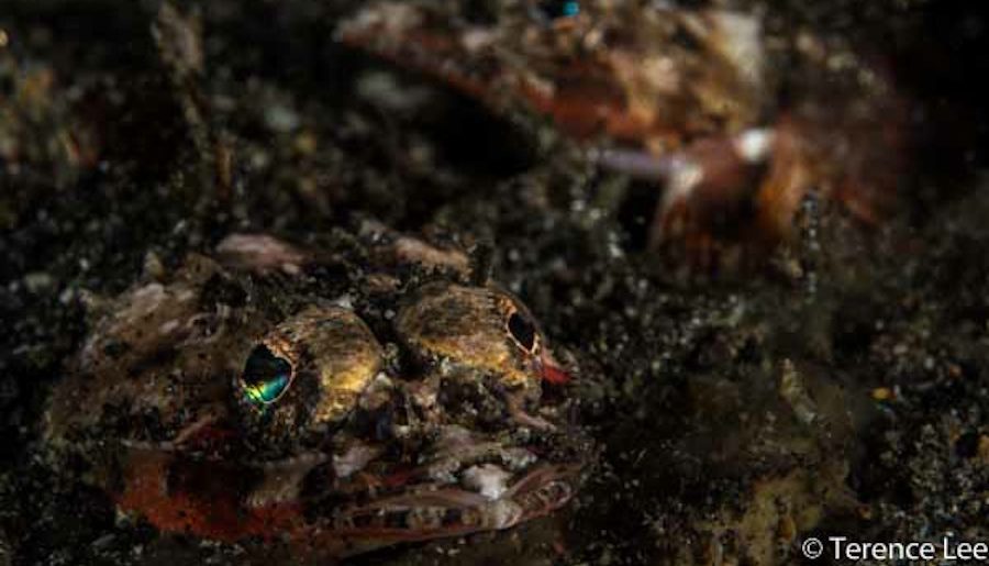 Images From Wetpixel Lembeh Workshop 2013 Day 5 & 6