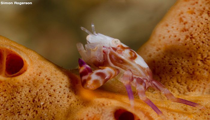 Simon Rogerson in Lembeh
