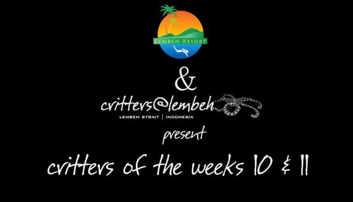 Lembeh Critters – Week 10 & 11 of 2013