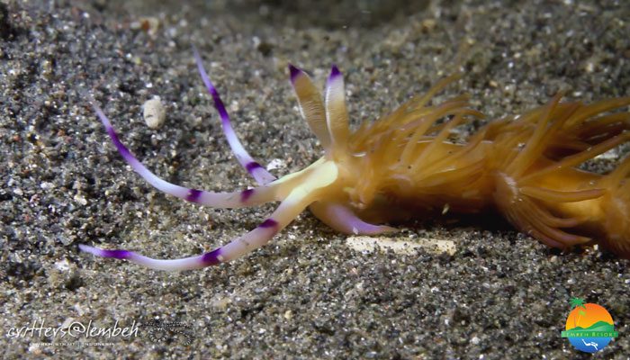 Muck Diving in Lembeh Strait – Critters of the Week 17