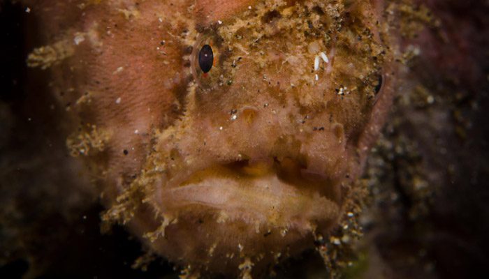 Fun & Productive trip for Dan Norwood of DivePhotoGuide