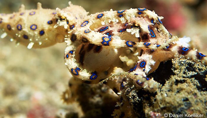 The Dive-Paradise on Earth