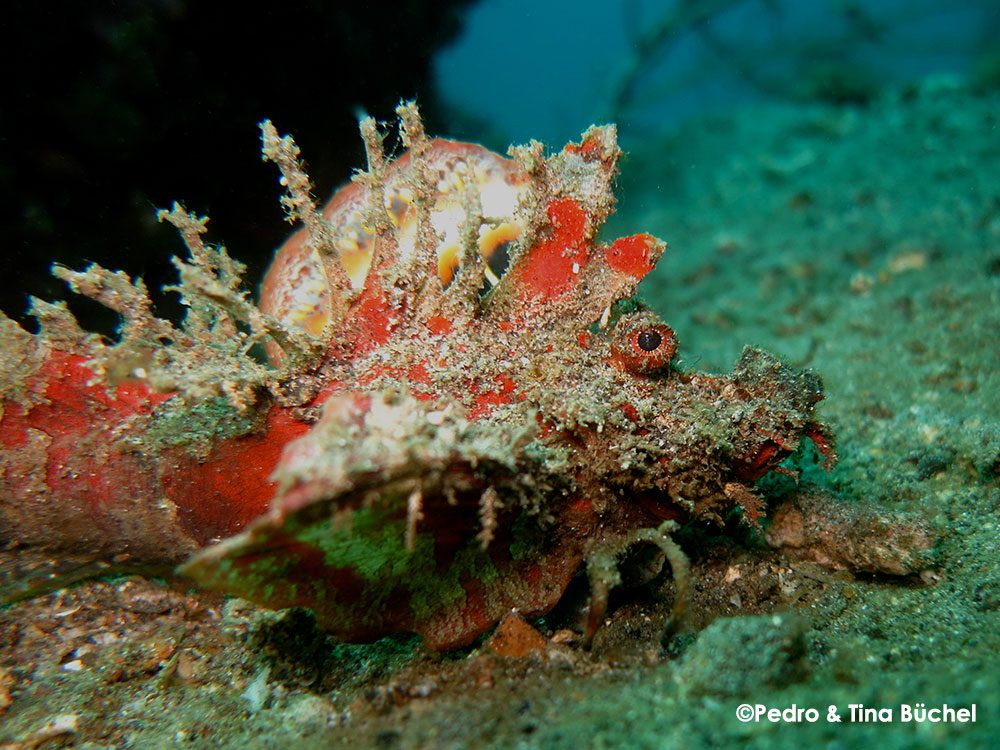 Devil Scorpionfish as predator