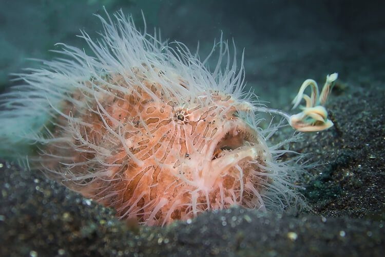 dimpy hairy_ copy Hairy Frogfish Lembeh