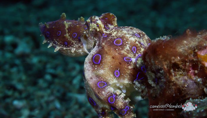 Critters of the Lembeh Strait | Episode 07/2014