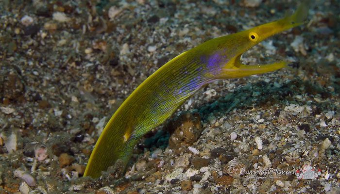 Critters of the Lembeh Strait | Episode 09/2014
