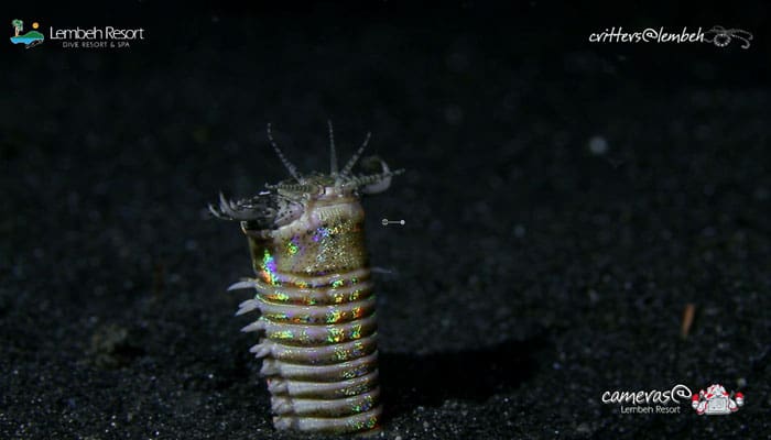 Critters of the Lembeh Strait | Episode 01 – 2015
