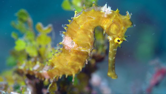 Critters of the Lembeh Strait | Episode 01 – 2016 | Syngnathidae
