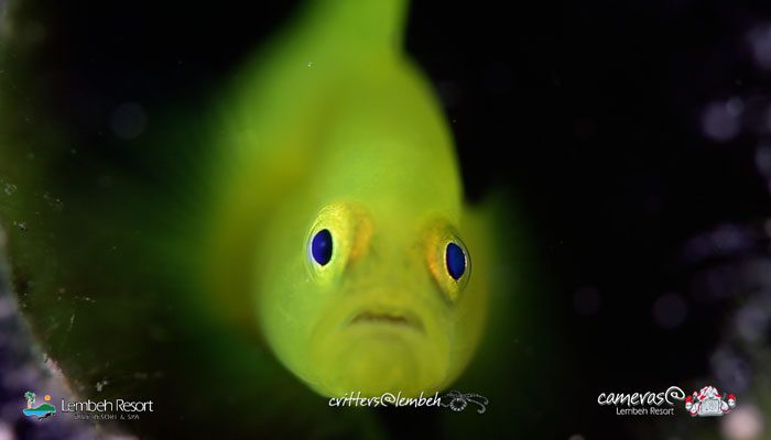 Critters of the Lembeh Strait | Episode 02 – 2015