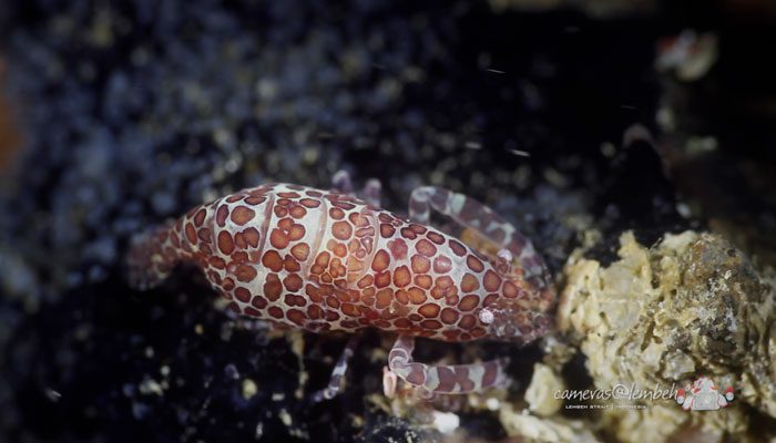 Critters of the Lembeh Strait | Episode 10/2014