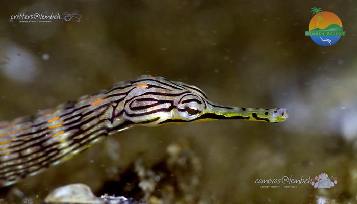 Critters of the Lembeh Strait | Episode 12/2014