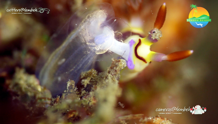 Critters of the Lembeh Strait | Episode 14/2014
