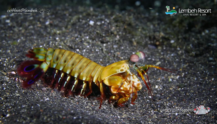 Critters of the Lembeh Strait | Episode 17/2014