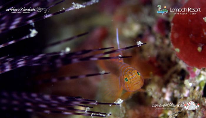 Critters of the Lembeh Strait | Episode 19/2014
