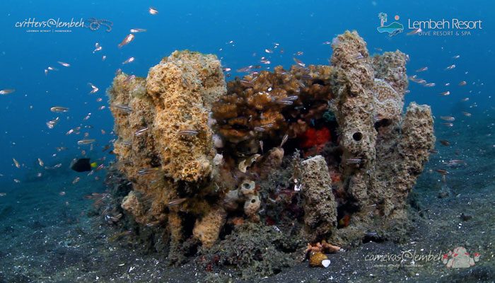 Critters of the Lembeh Strait | Episode 20/2014
