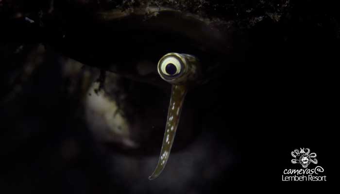 Critters of the Lembeh Strait | Episode 22 – 2015 | Spookiest Critters – Part 2
