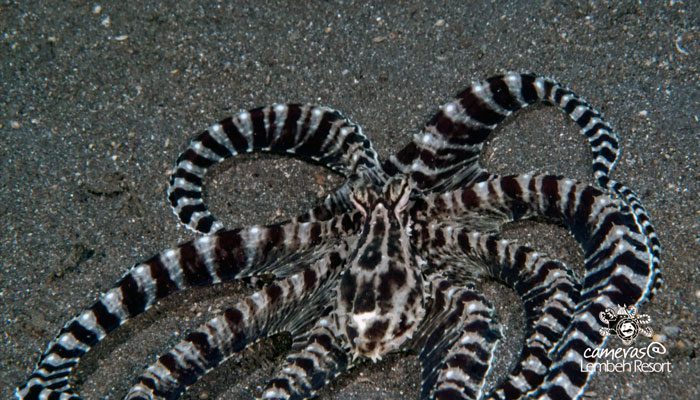 Critters of the Lembeh Strait | Episode 23 – 2015 | Stars of Lembeh