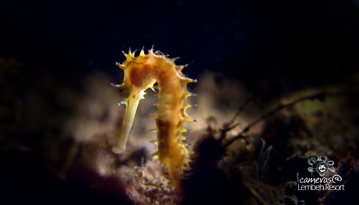 Critters of the Lembeh Strait | Episode 05 – 2016 | March Highlights